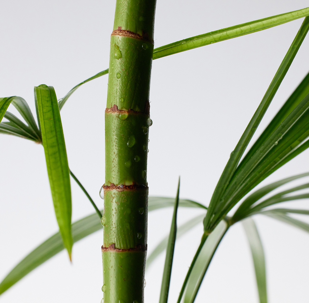 Purito seoul Mighty Bamboo Panthenol Cream 100ml